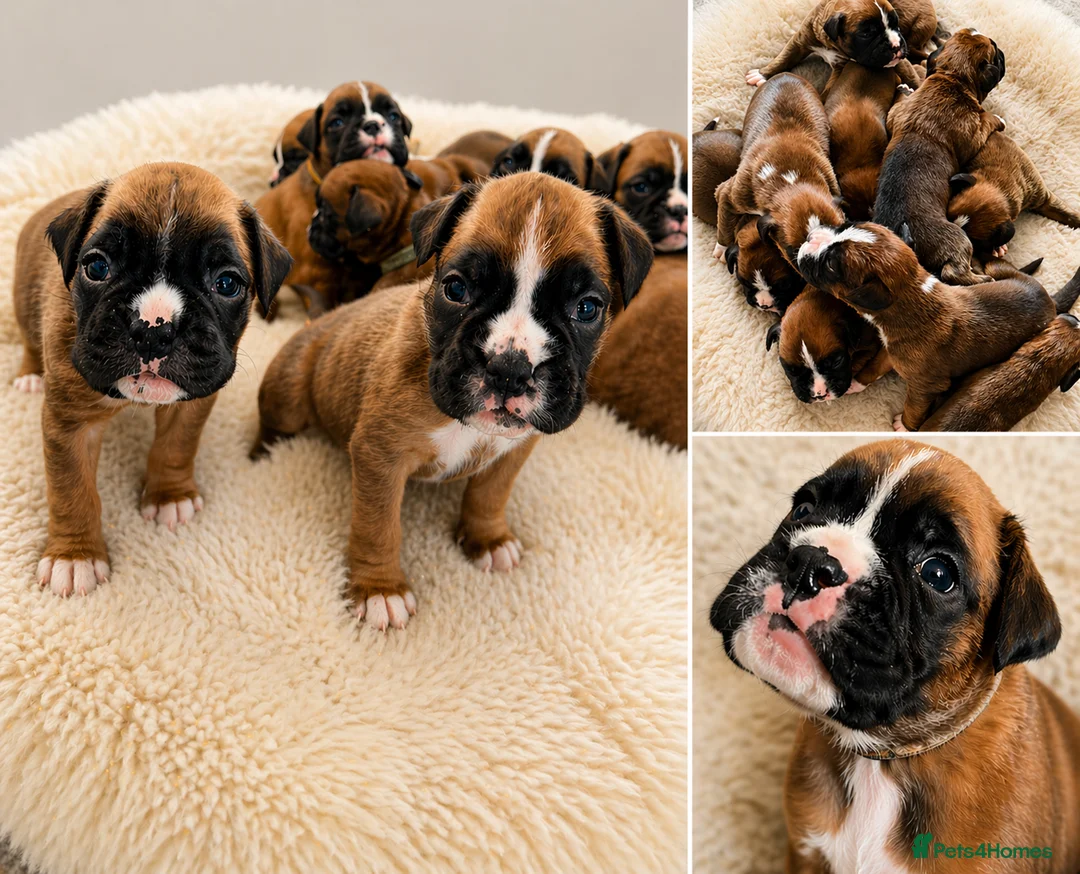 Boxer dogs for sale: BOXER pups - Advert 1
