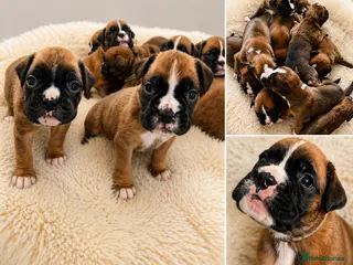 Boxer dogs BOXER pups - Advert 1