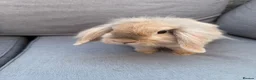 Mini Lion Lop rabbits for sale: Mini lion lop - Advert 8