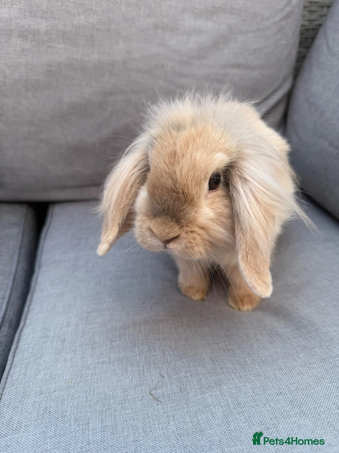 Mini Lion Lop rabbits for sale: Mini lion lop - Advert 8