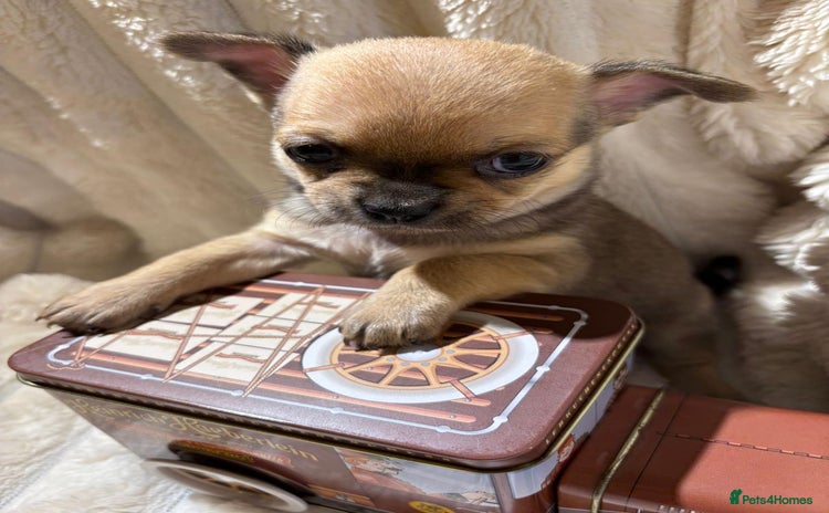 Chihuahua dogs - Advert 1