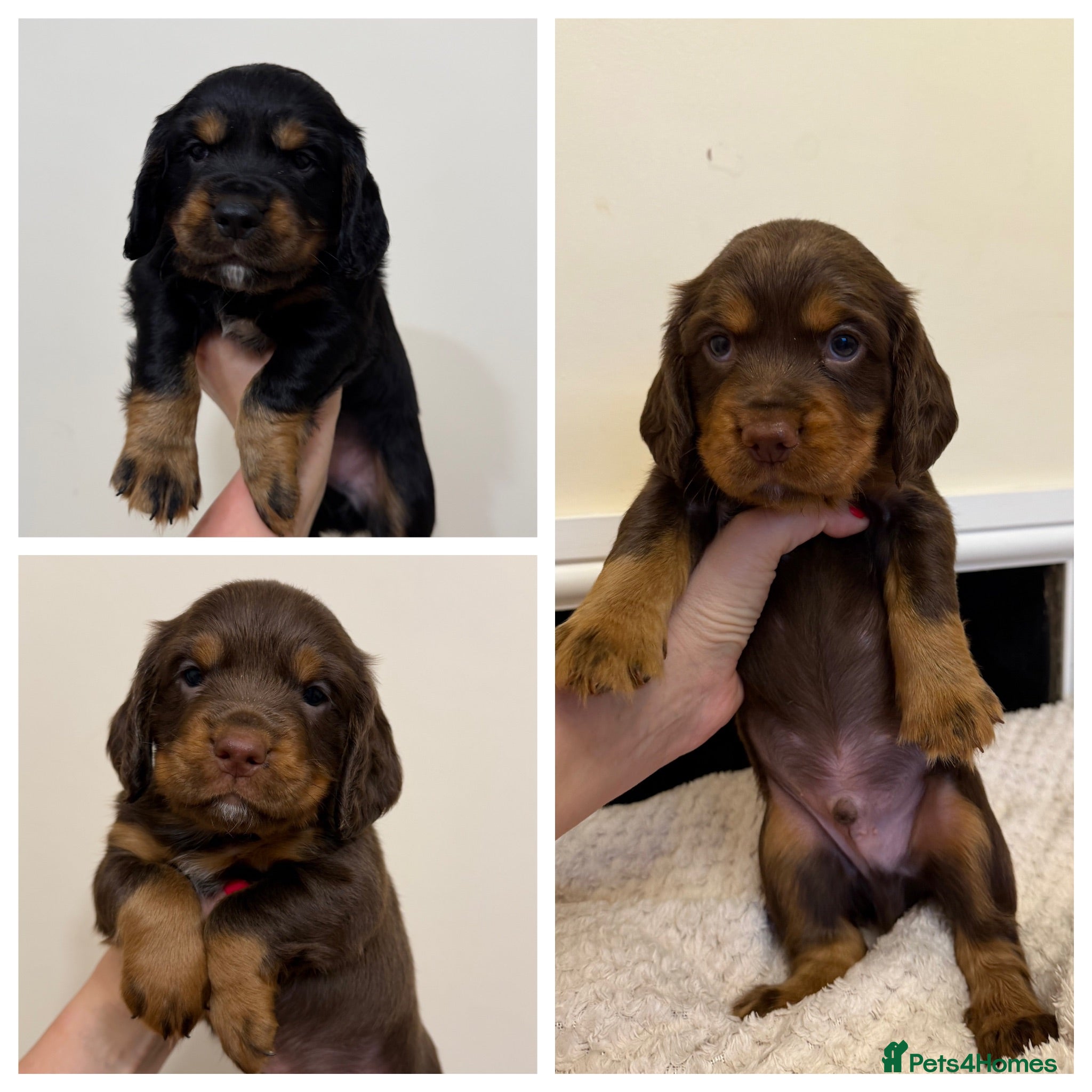 Cocker Spaniel dogs Stunning pedigree working cocker spaniel puppies  - Advert 1