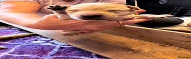 Labrador Retriever 8