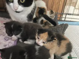 Mixed Breed cats Lovely Litter of Calico Kittens - Advert 1