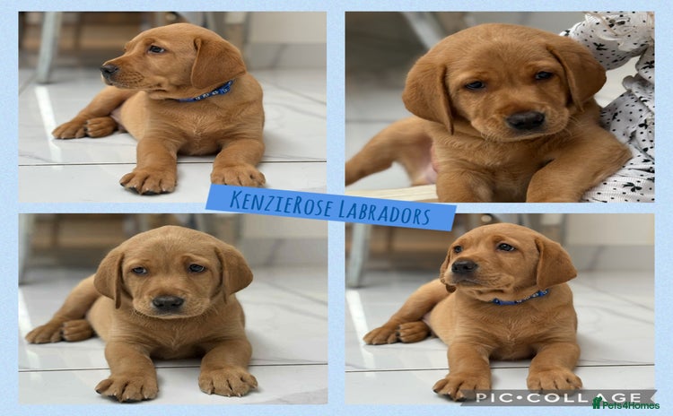 Labrador Retriever dogs in Tamworth - Advert 6