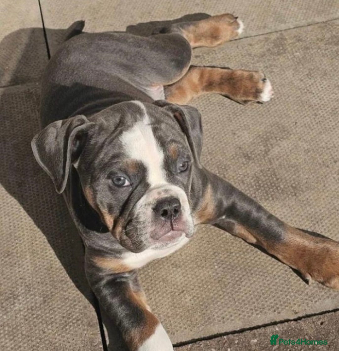 Olde English Bulldogge dogs for sale: 7 months Olde English bulldogge - Image 1