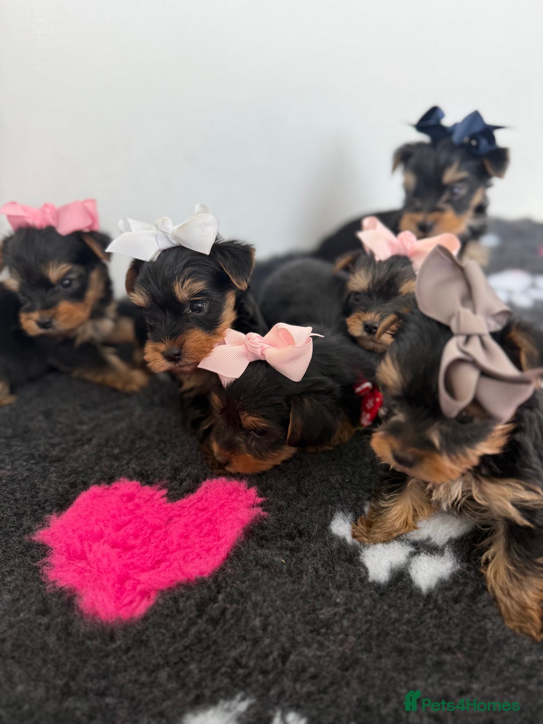 Yorkshire Terrier dogs for sale: Yorkshire Terrier Puppy 5 - 6 beautiful Yorkshire terriers  - Image 12