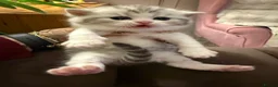 British Shorthair cats for sale: Outstanding Kittens Ready Before  ** 😻🐾🏆🥇 - Advert 18