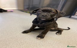 Cane Corso dogs for sale: 🐾 Beautiful Cane Corso Puppies – Ready Soon! 🐾 - Advert 2