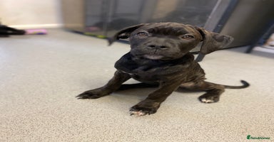 Cane Corso dogs - Advert 3