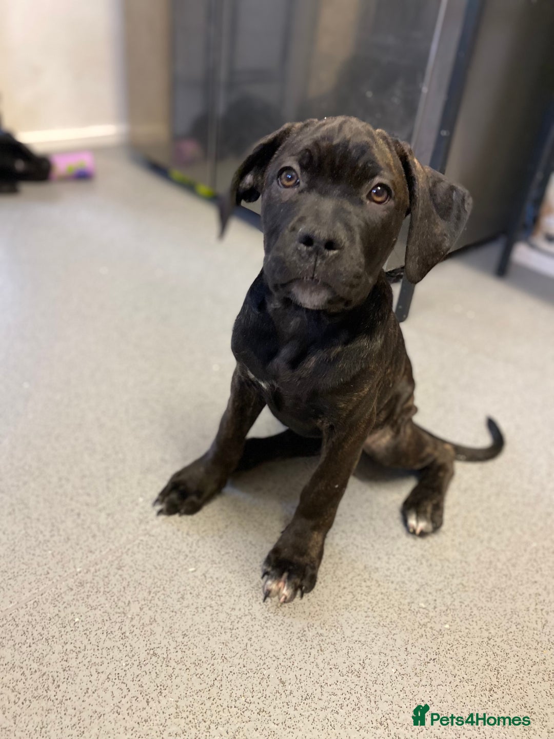 Cane Corso dogs for sale: 🐾 Beautiful Cane Corso Puppies – Ready Soon! 🐾 - Advert 2