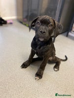 Cane Corso dogs - Advert 3