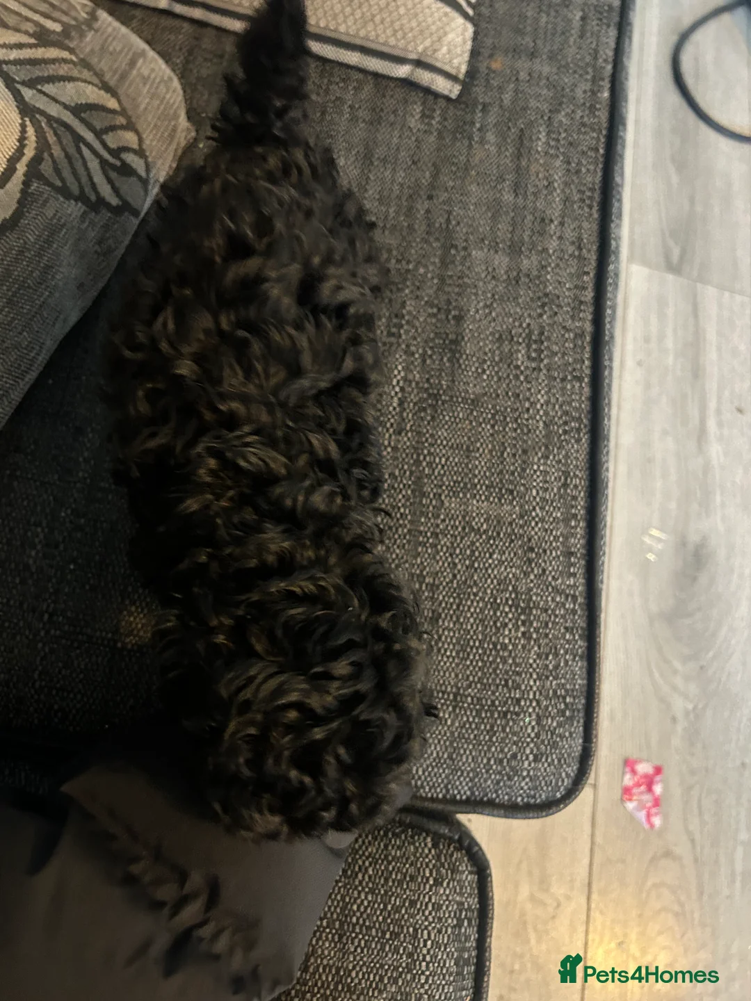 Poochon dogs for sale: poochon  - Advert 7