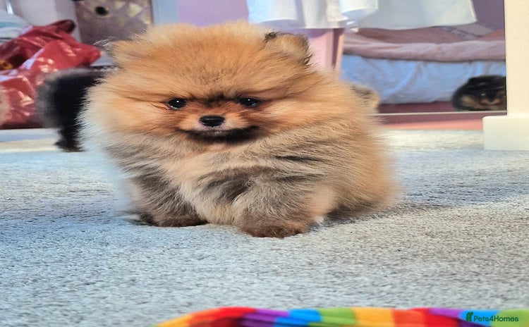 Pomeranian dogs Mini & Micro 4 boys💙&1 girl 💖 30+🏆 in lines - Advert 11