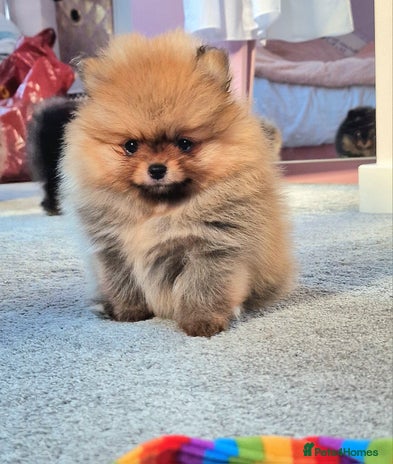 Pomeranian dogs Mini & Micro 4 boys💙&1 girl 💖 30+🏆 in lines - Advert 11