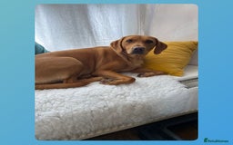 Labrador Retriever dogs for sale: Fox Red Labrador Puppies  - Image 9