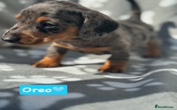 Miniature Dachshund dogs for sale: Miniature dachshund  - Image 9
