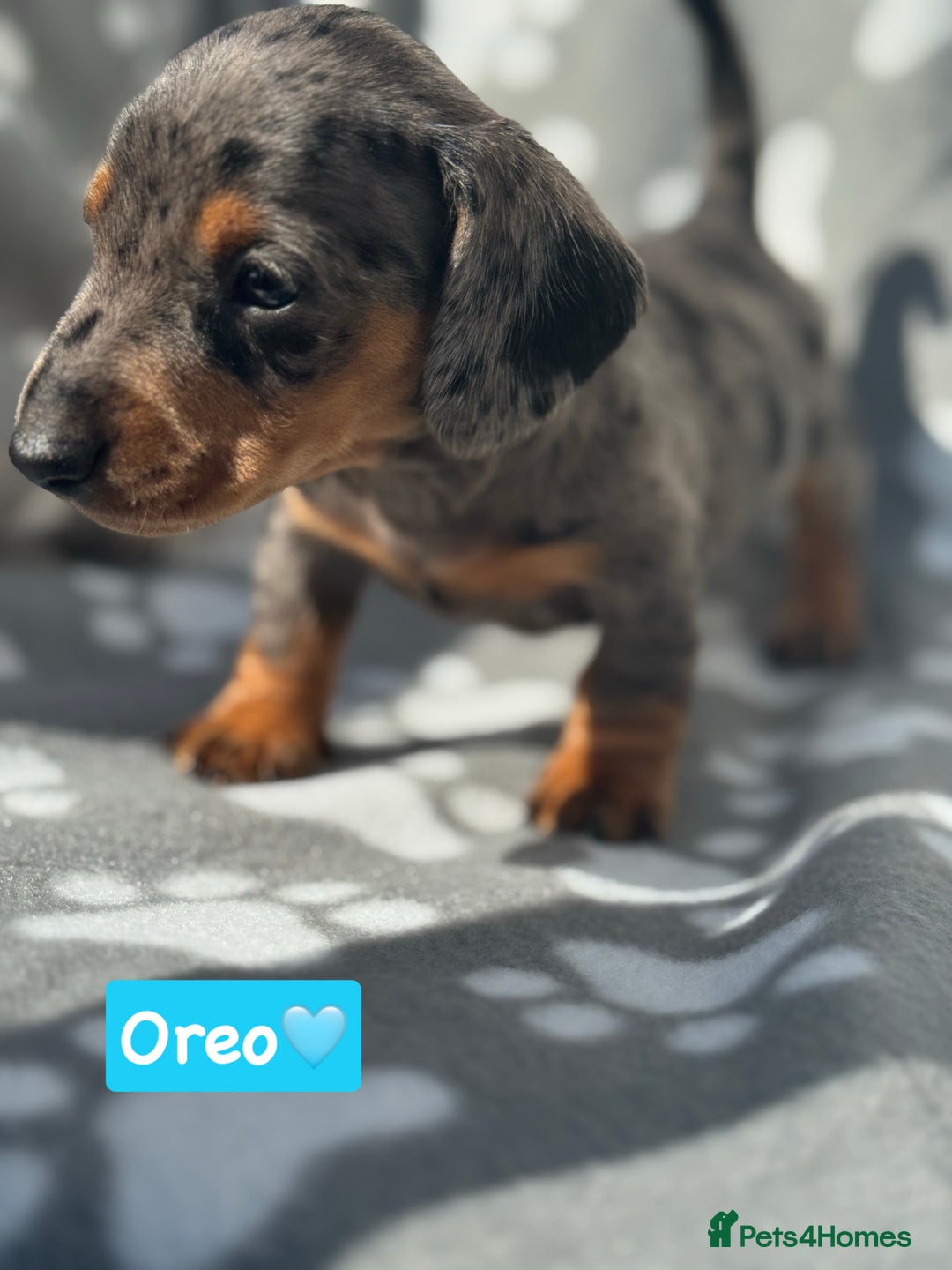 Miniature Dachshund dogs for sale: Miniature dachshund  - Image 9