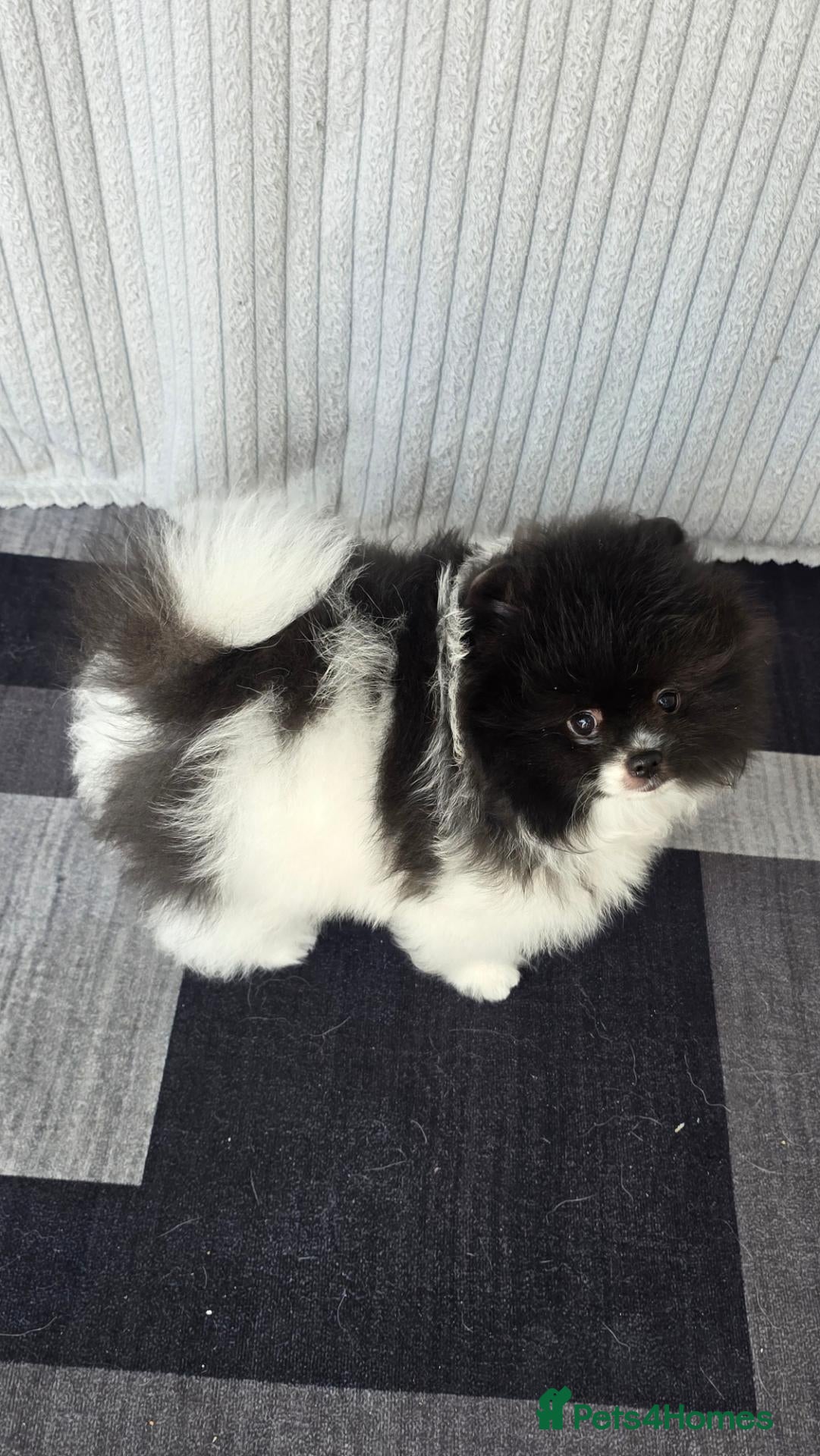 Pomeranian dogs Particolour Poms - Advert 2