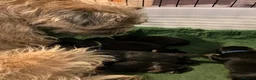 Border Terrier dogs for sale: BORDER TERRIER PUPPIES KC REG - Advert 4