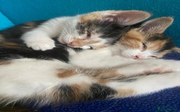 Mixed Breed cats for sale: Female kittens 💕  - Image 3