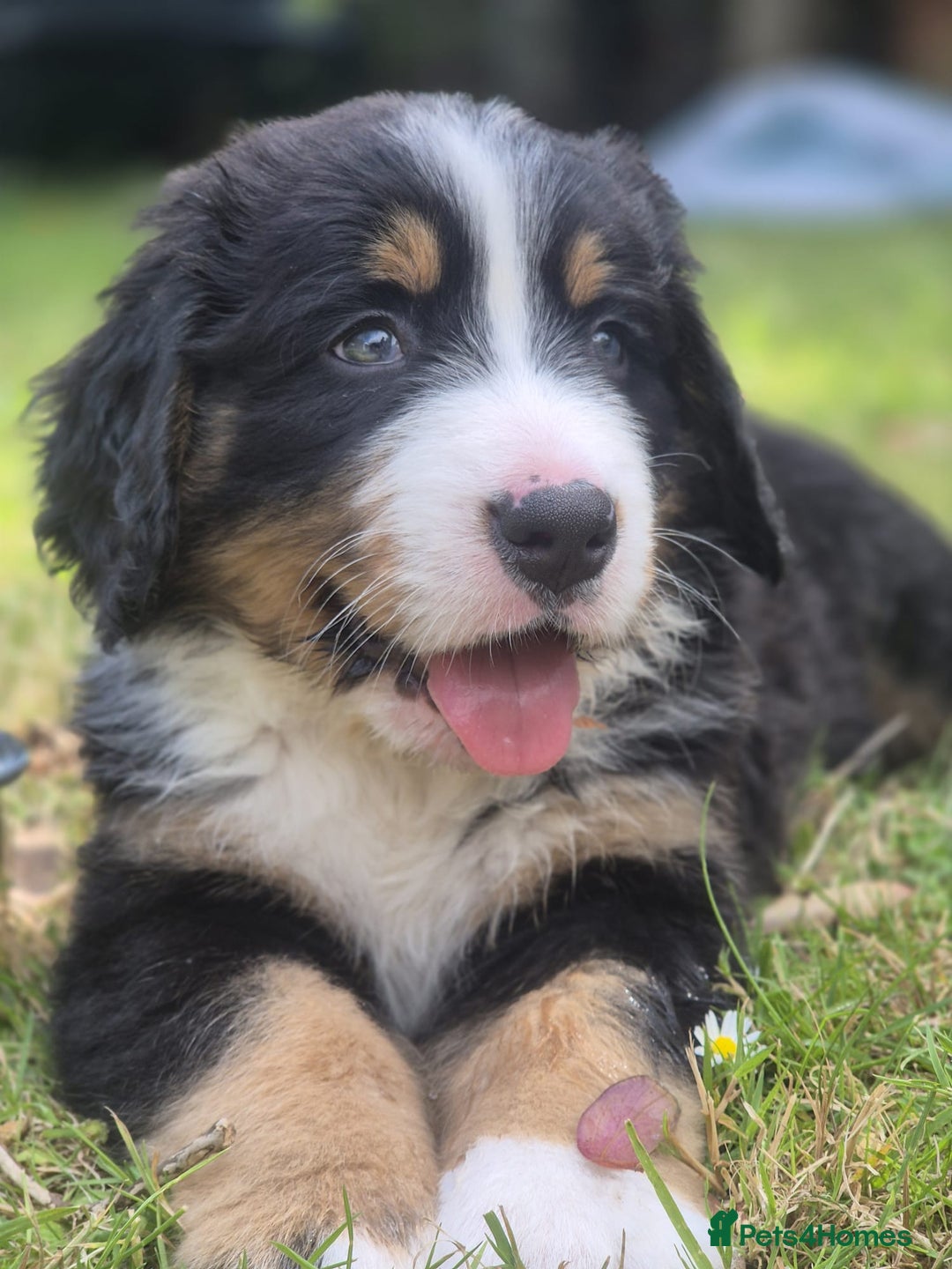 Bernese Mountain Dog dogs for sale: Symphony flam KC Bernese Mountain Puppies - Advert 7