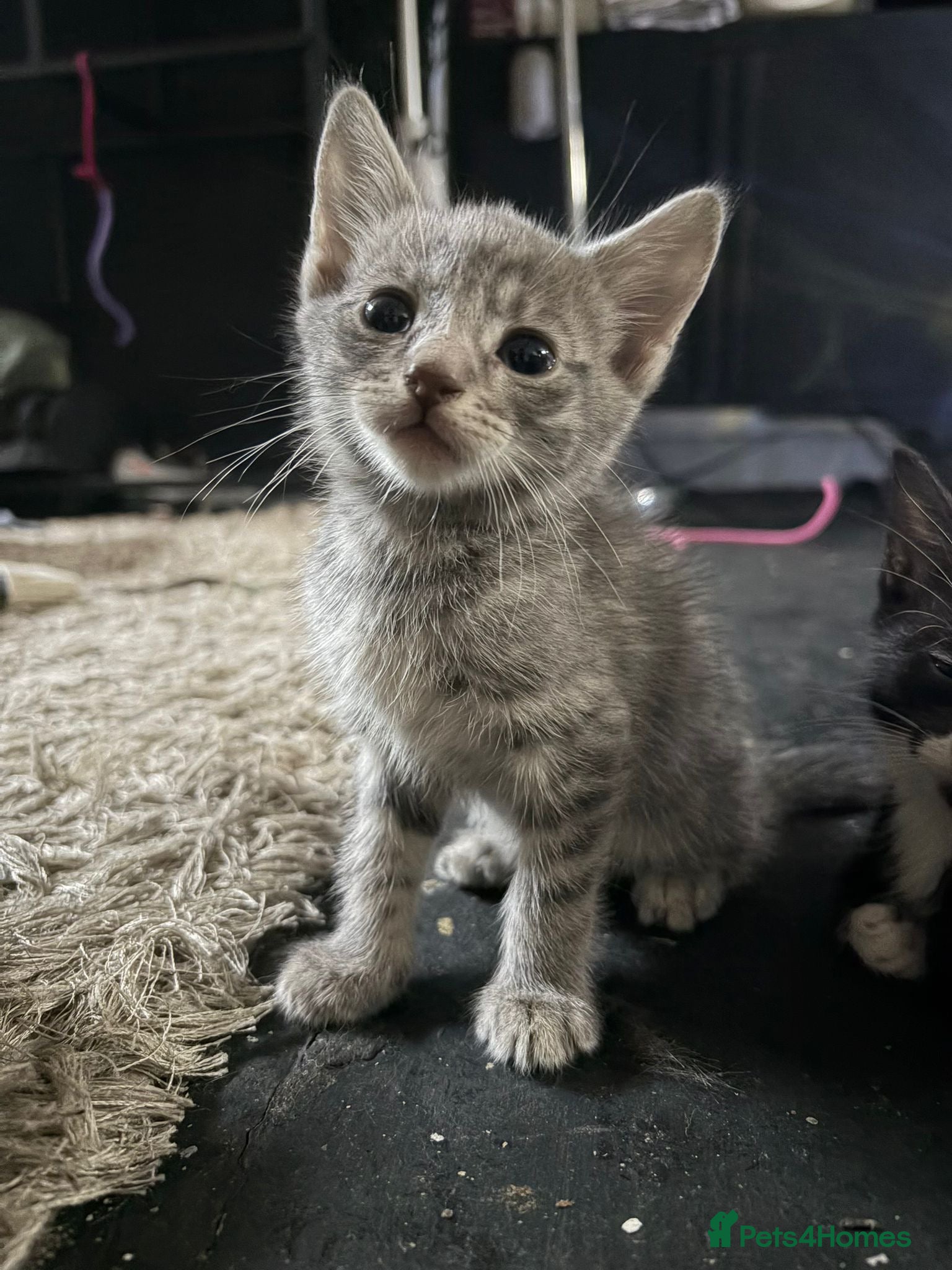 Mixed Breed cats Lovely tabbies tuxedo and grey tabbies  - Advert 4