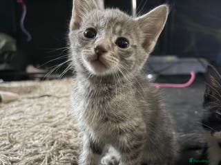 Mixed Breed cats Lovely tabbies tuxedo and grey tabbies - Advert 9