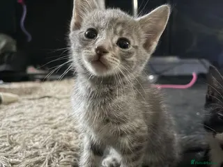 Mixed Breed cats Lovely tabbies tuxedo and grey tabbies - Advert 13