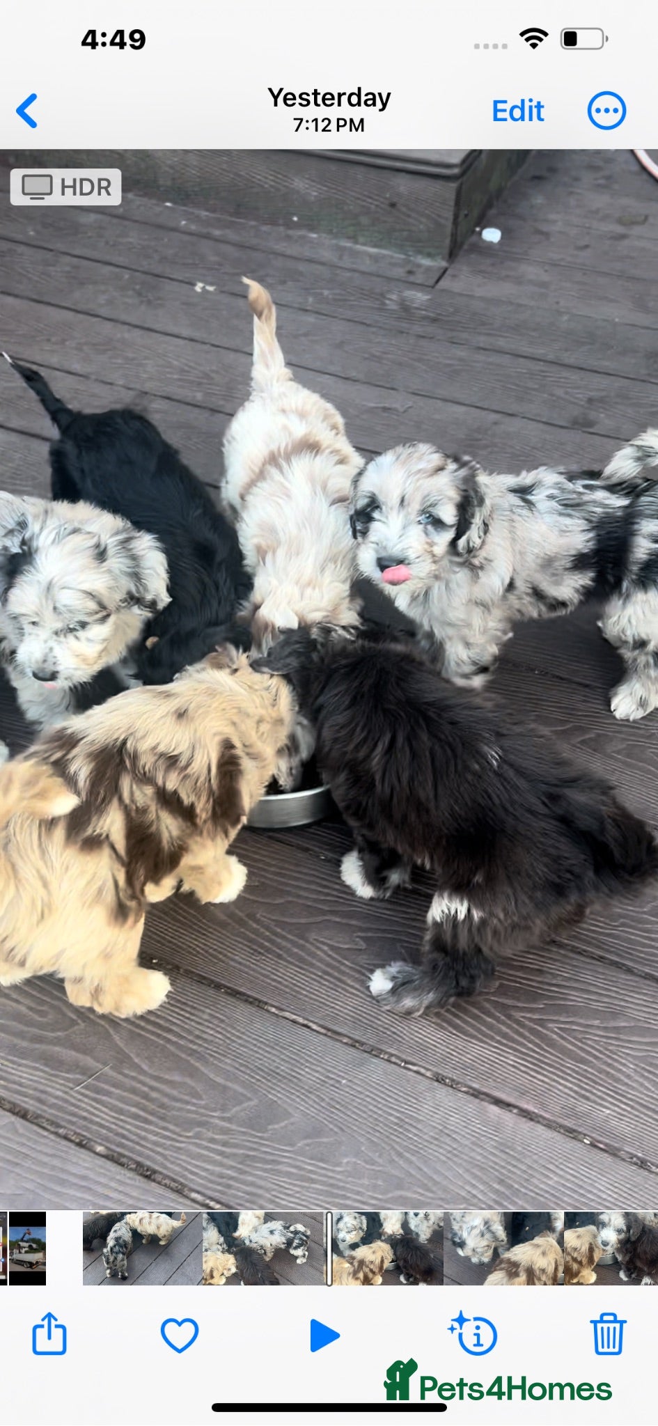 Cockapoo dogs Cockerpoos F1’s, Beautiful Merle coloured pups  - Advert 2
