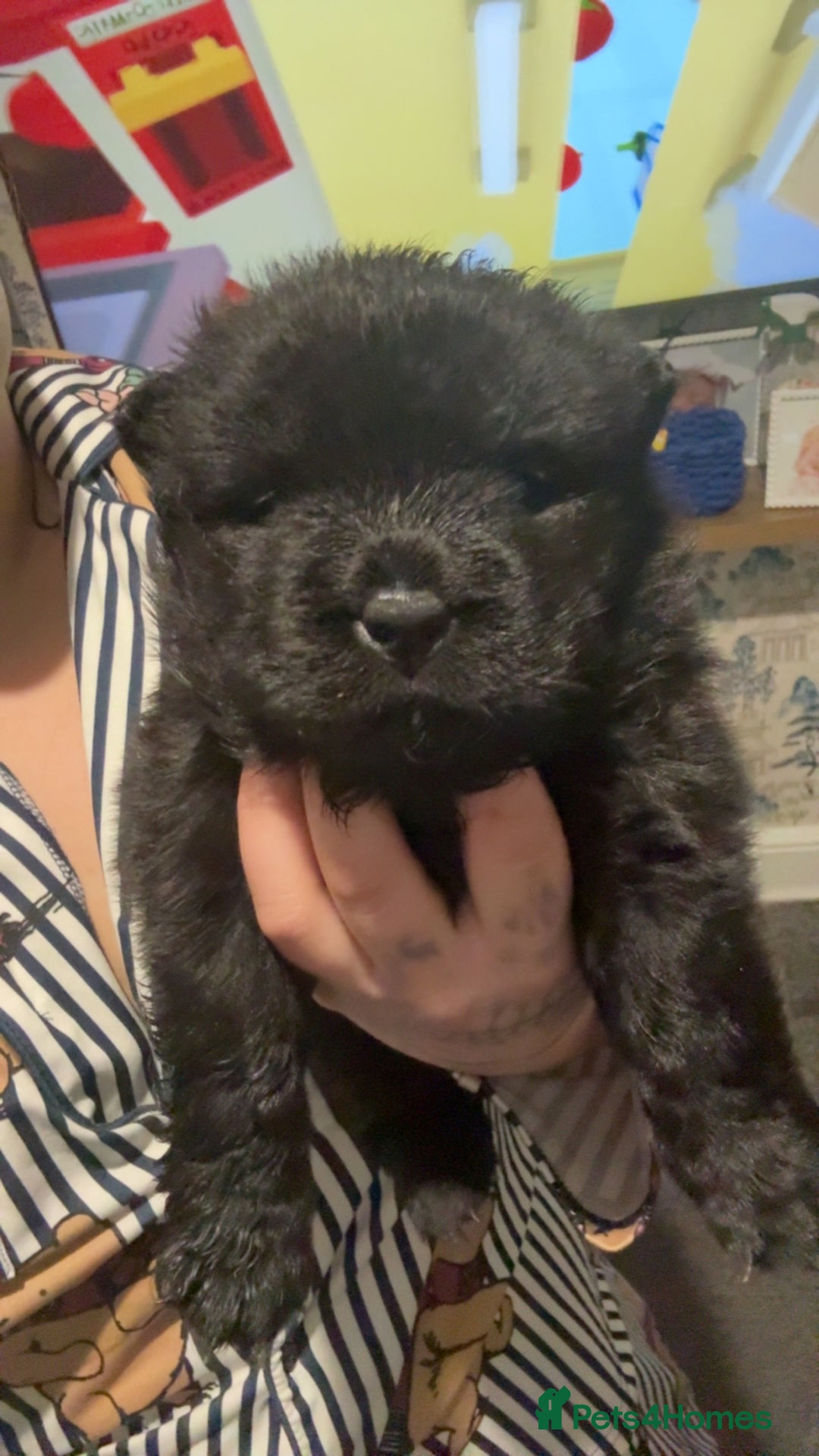 Chow Chow dogs for sale: Chow chow puppies  - Advert 39