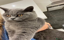British Shorthair cats for sale: Lovely boy for sale six months old - Image 1