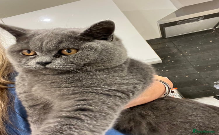 British Shorthair cats - Advert 1