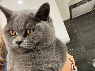 British Shorthair cats - Advert 1