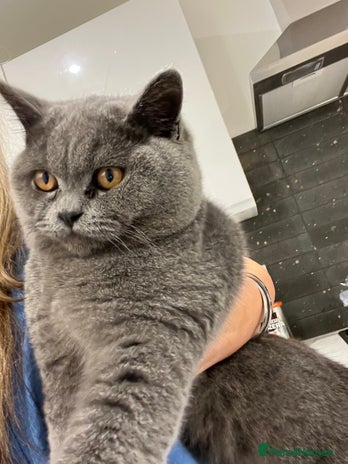 British Shorthair cats - Advert 1