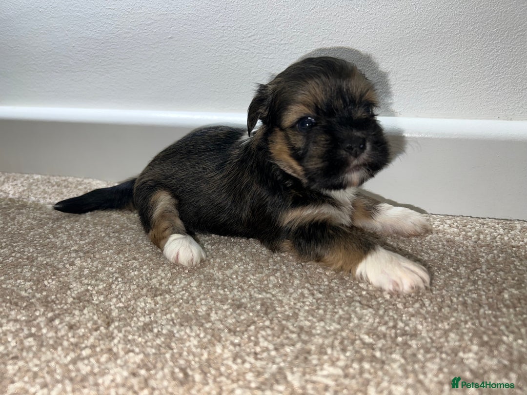 Lhasa Apso dogs for sale: 5 beautiful Lhasa babies! - Image 8