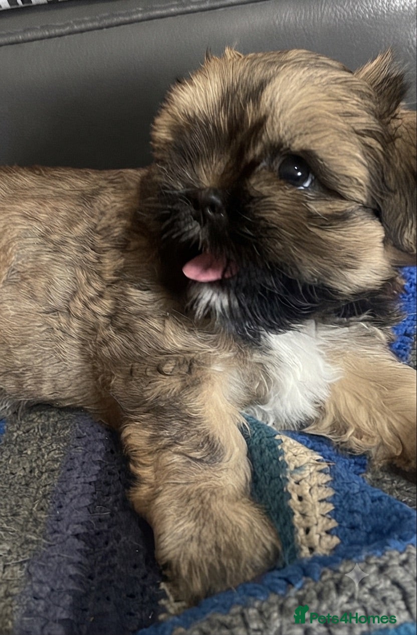 Shih Tzu dogs 🌟READY NOW ,LAST BOY 🌟 Shih Tzu PUPPY  - Advert 18