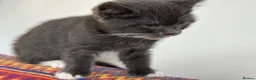 Mixed Breed cats for sale: Male kitten for sale  - Advert 3