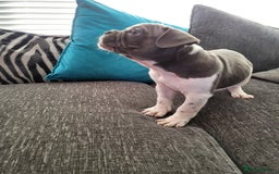 French Bulldog dogs for sale: KC Registered Frenchies ONLY 3 LEFT - Image 13