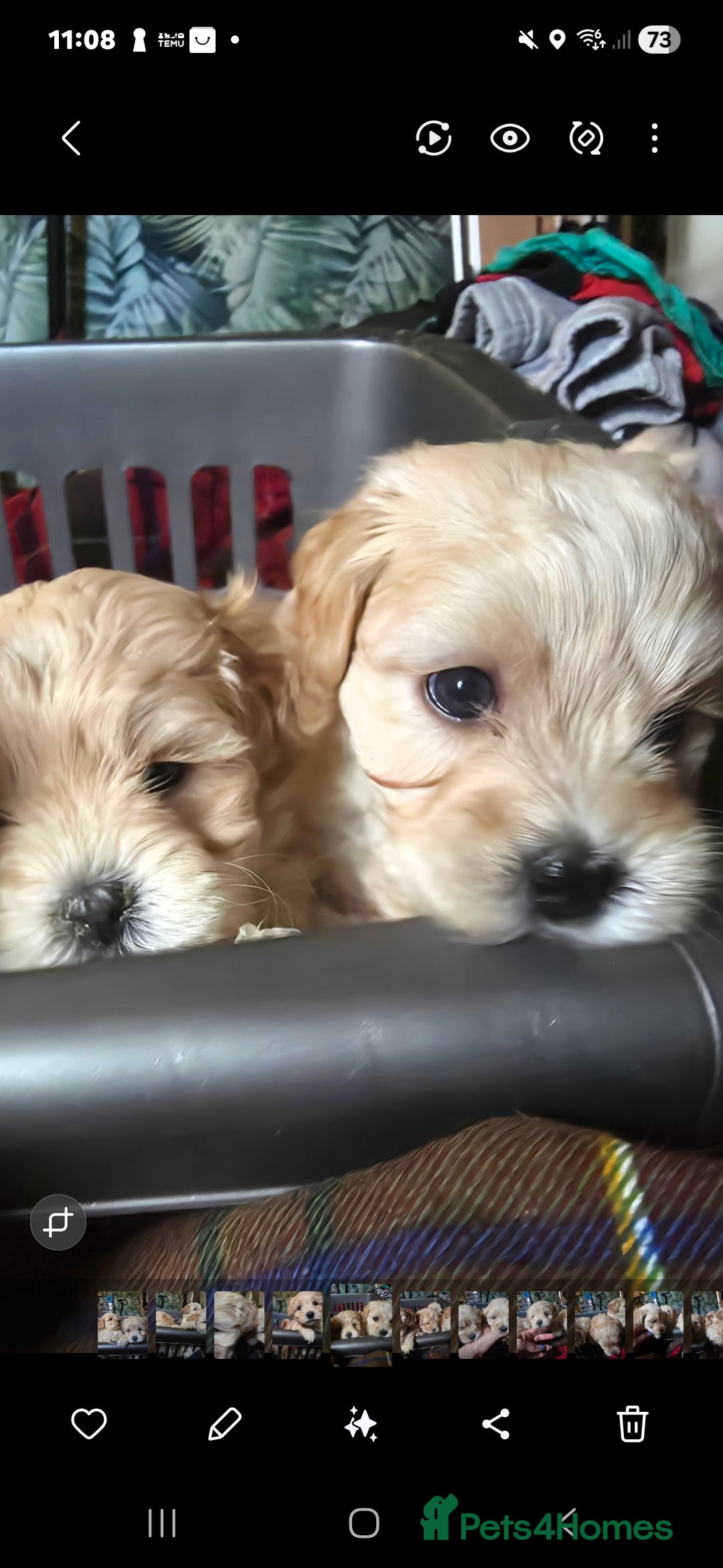 Maltipoo dogs for sale: F1 Maltipoo for sale  - Advert 22