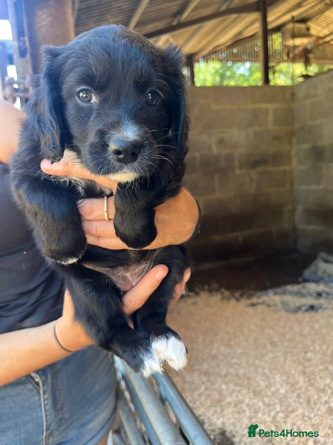 Mixed Breed dogs for sale: Collie x cocker pups for sale in Brockenhurst - Advert 2