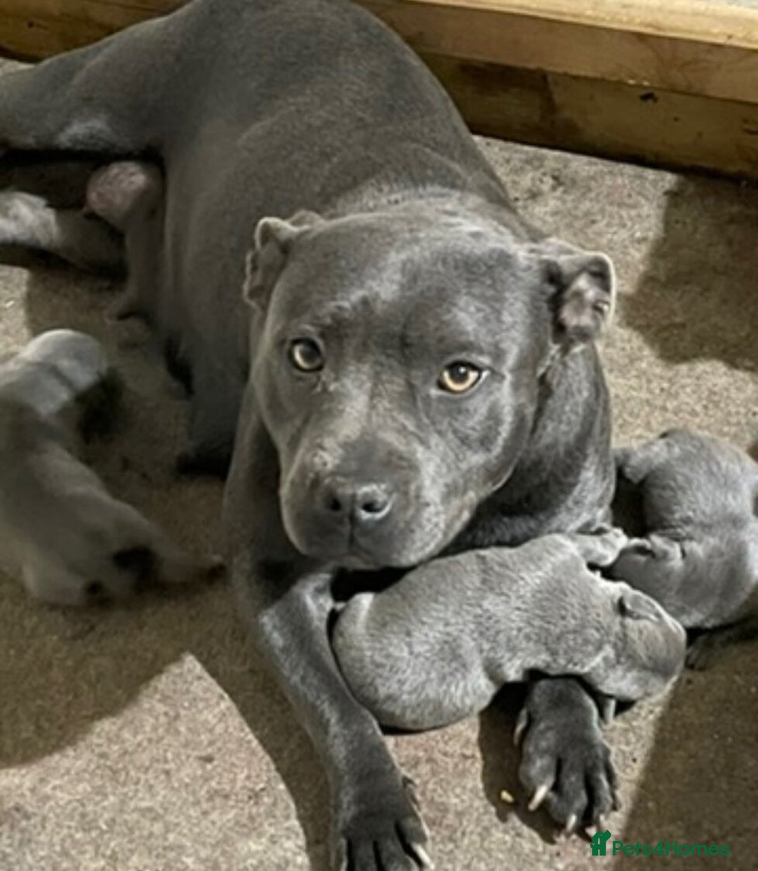 Staffordshire Bull Terrier dogs for sale: 🥰Beautiful Staffordshire puppies😍 - Advert 2