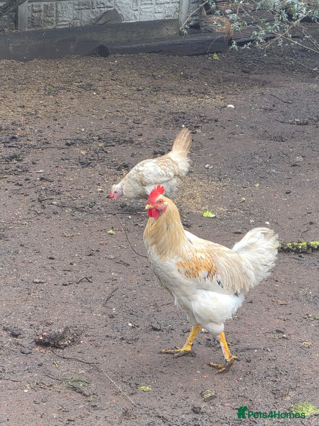 Chickens poultry for sale: White cock - Advert 3