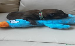 Pomeranian dogs for sale: Gorgeous Pomeranian Puppies, 2 Boys and Two Girls - Image 8