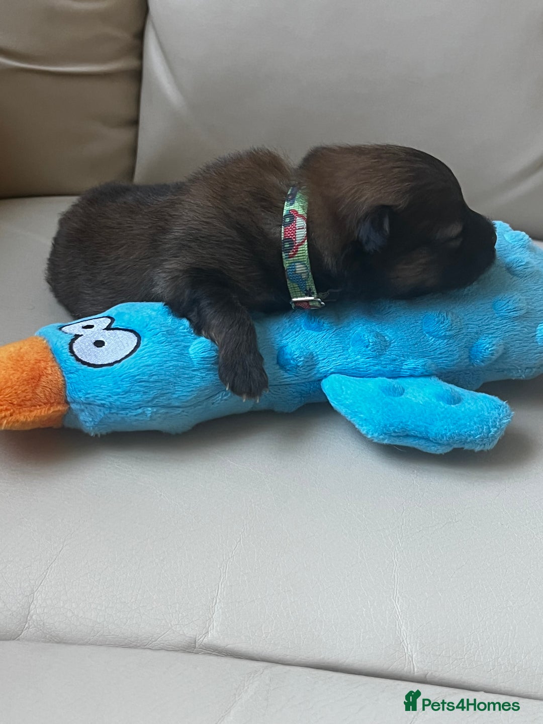 Pomeranian dogs for sale: Gorgeous Pomeranian Puppies, 2 Boys and Two Girls - Image 8