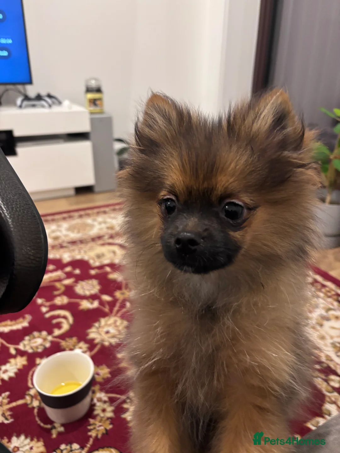 Pomeranian dogs for sale: 🐾 Stunning Male Pomeranian Puppy – £1,750 🐾 - Advert 7