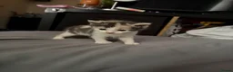 Mixed Breed cats for sale: 4 Beautiful Female Kittens in Basildon - Advert 4