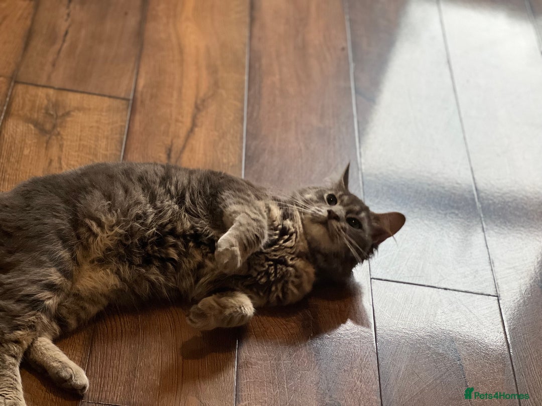 Domestic Shorthair cats for sale: Russian Blue X Domestic Shorthair cat for sale!  - Image 2