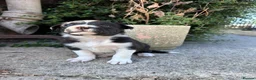 Border Collie dogs for sale: Working Border Collie Pups in Woodstock - Advert 1