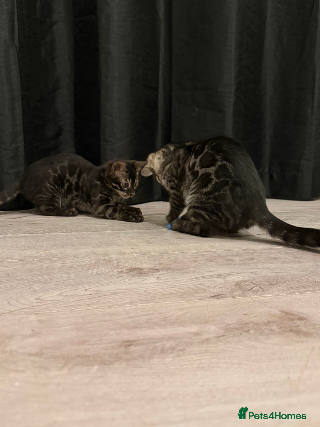 Bengal cats for sale: TICA registered pedigree Bengal Kittens - Advert 13